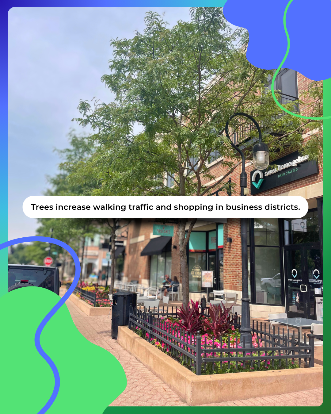 A Skyline Honeylocust Tree is planted on the parkway in front of a downtown business with a text overlay that states trees increase walking traffic and shopping in business districts